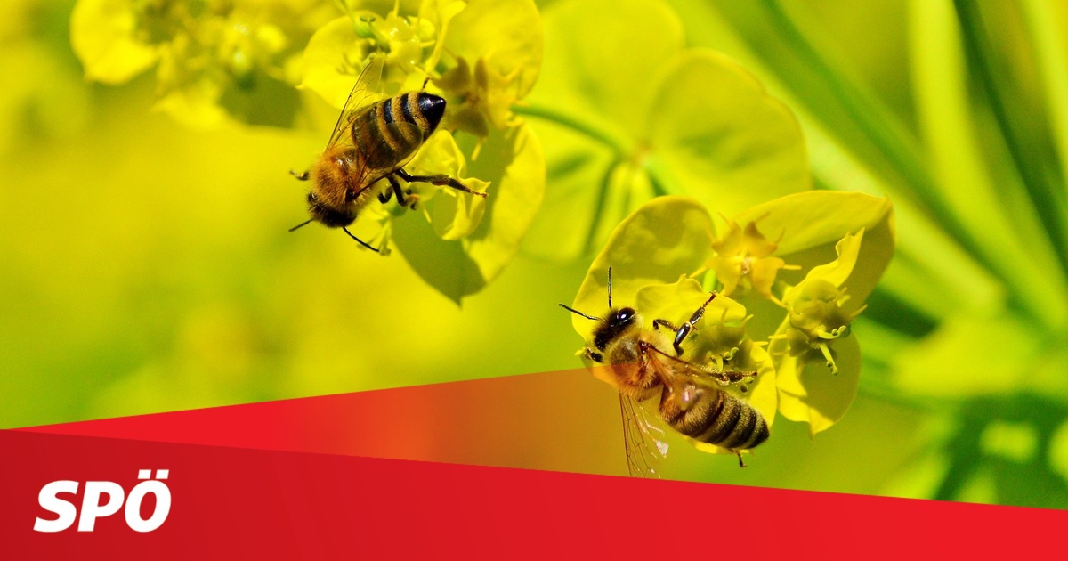 Weltbienentag